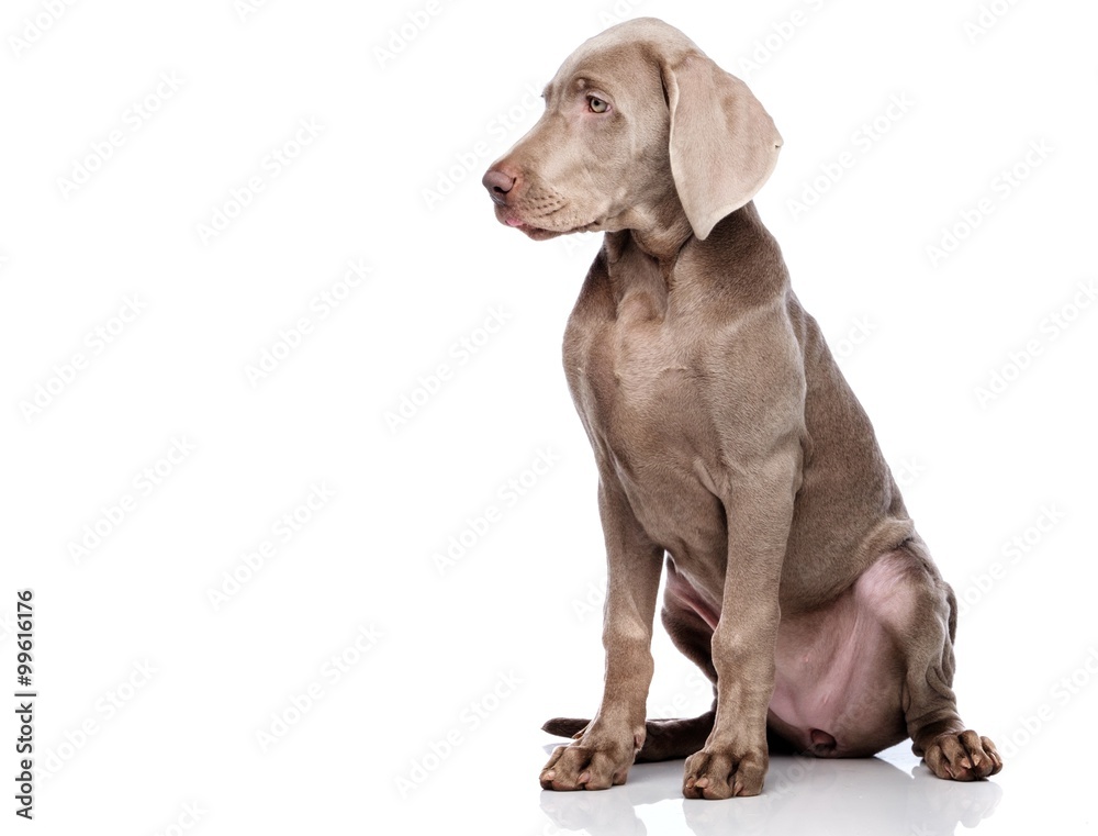 Weimaraner dog isolated on white