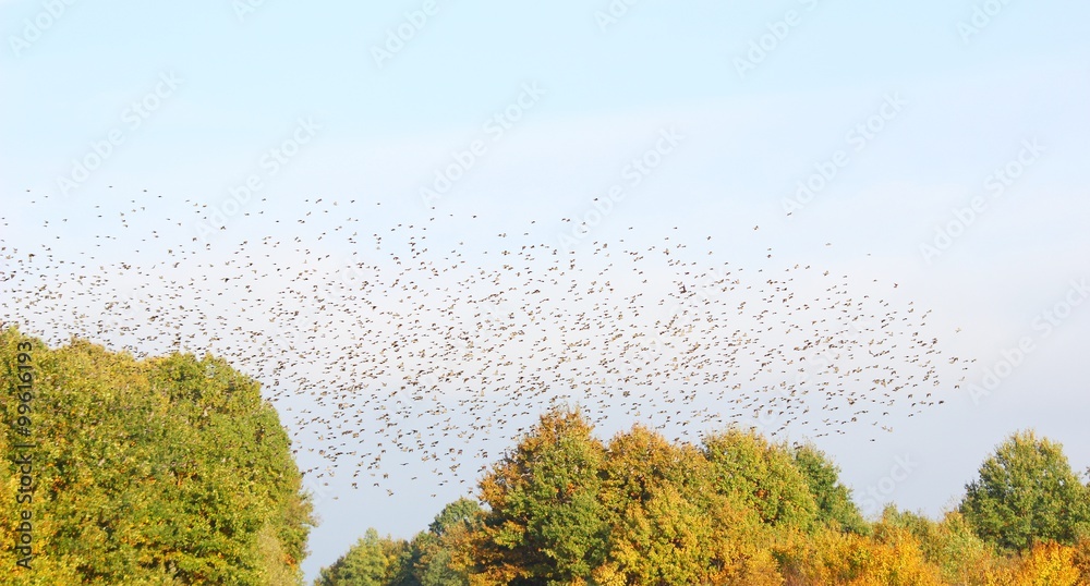 Flock of birds in migration