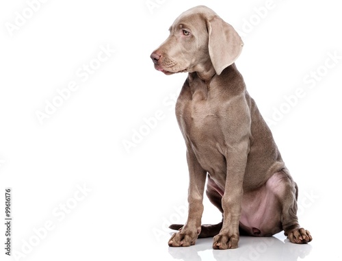 Weimaraner dog isolated on white