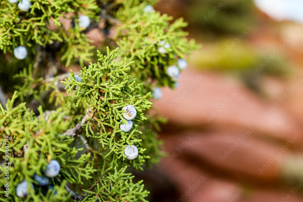 The close up of cone berry like Juniperus excelsa The close up of cone berry like Juniperus excelsa