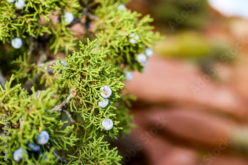 The close up of  cone berry like Juniperus excelsa © ricktravel