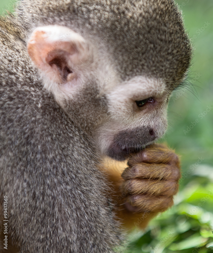 Obraz premium Squirrel Monkey