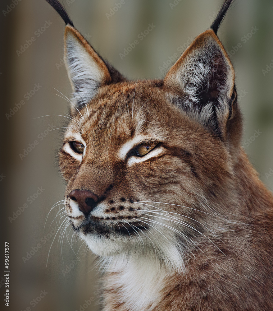 Fototapeta premium Siberian lynx