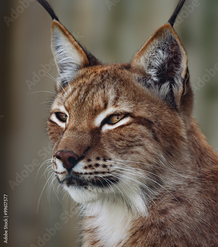 Siberian lynx