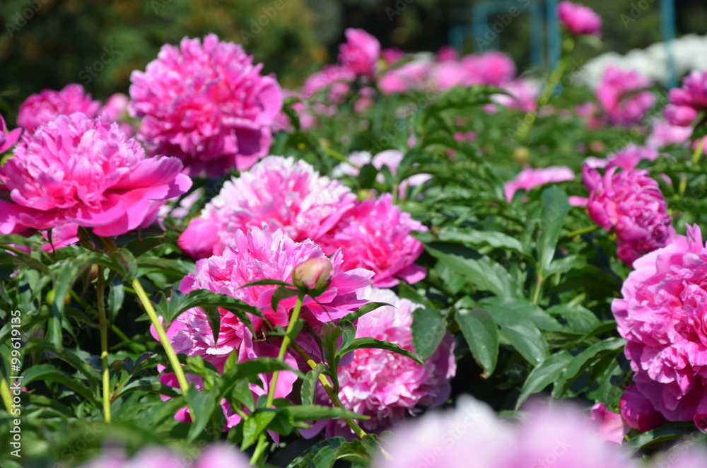 Blooming pink peony flowers in the garden 