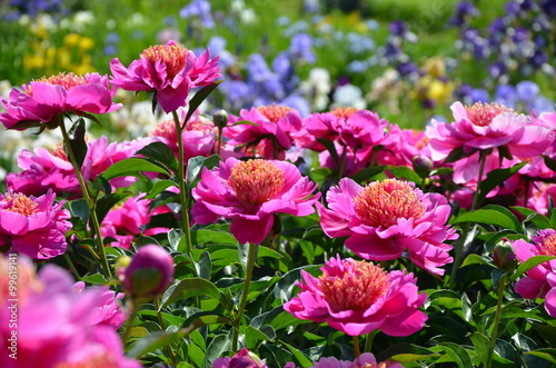 Fototapeta Naklejka Na Ścianę i Meble -  Beautiful pink peony flowers 
