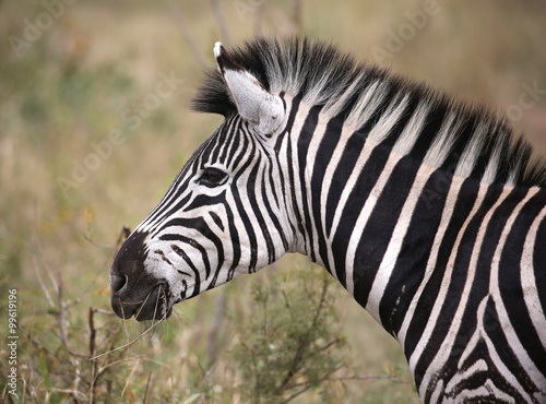 wild zebras in Kruger National Park  South Africa.