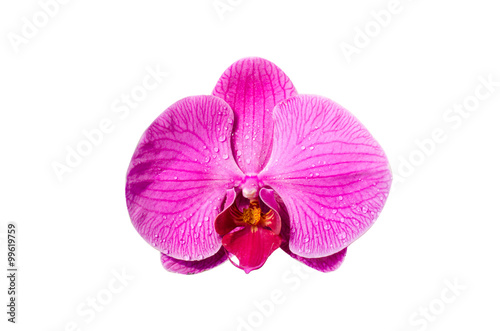 Fototapeta Naklejka Na Ścianę i Meble -  Pink orchid flower with waterdrop isolated on white background