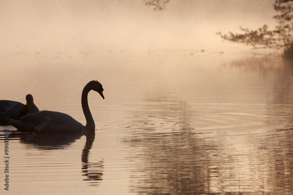 Fototapeta premium Höckerschwan als Silhouette