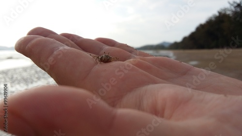 Little crab on the palm