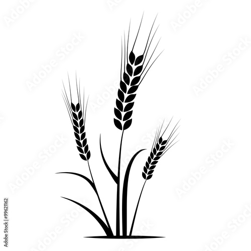 spiga di grano, spiga, grano, silhouette, agricoltura photo