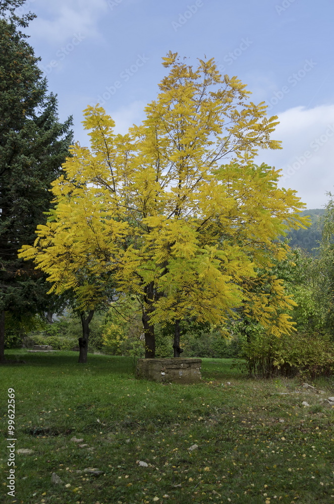 Color trees in autumn, Pancharevo, Bulgaria 