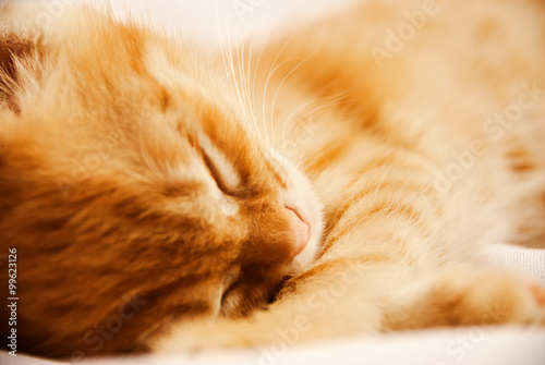 Cute ginger baby cat sleeping