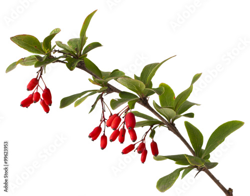 Ripe barberries on branch with green leaves on a white background photo
