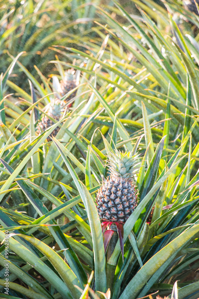 Obraz premium Pine apple in the field