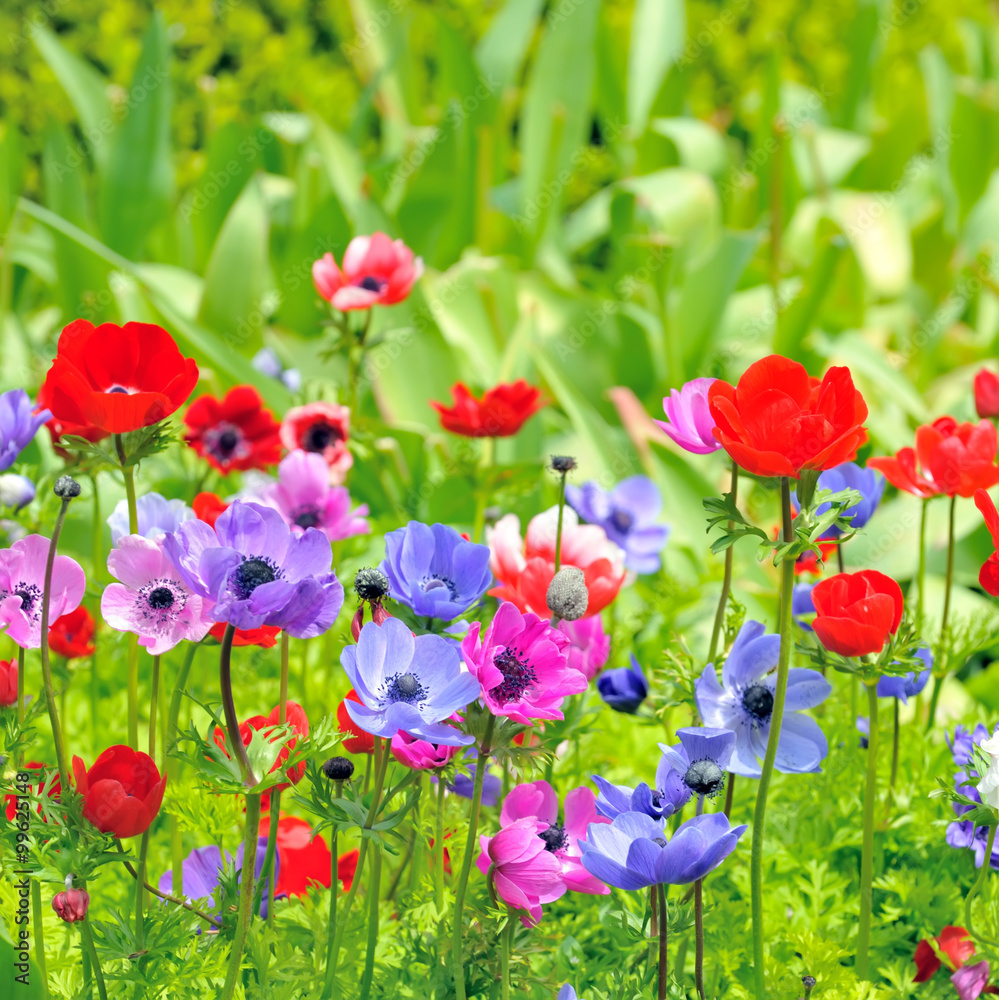 Anemone flowers on field Anemone flowers on field