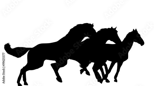 3 horses 
