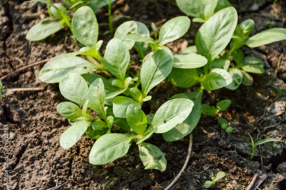 green sprout on ground in garden green sprout on ground in garden