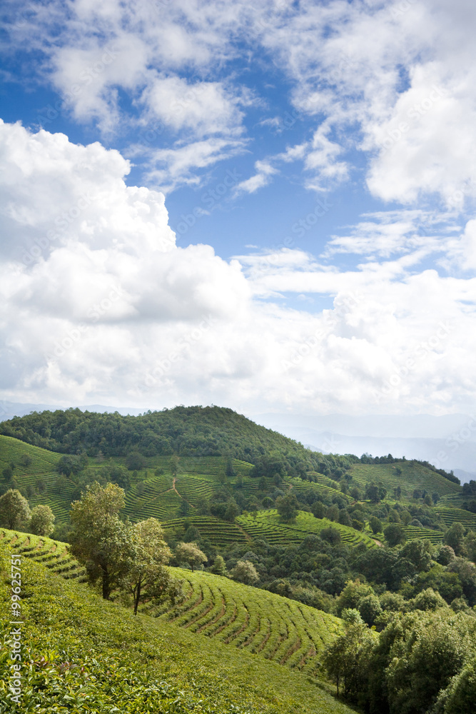 Scenic View of Tea Plantation, Yunnan