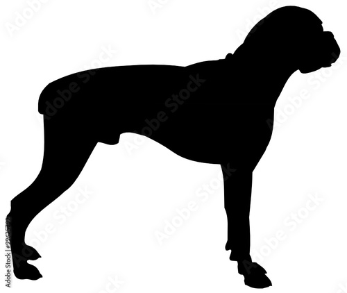  bulldog 