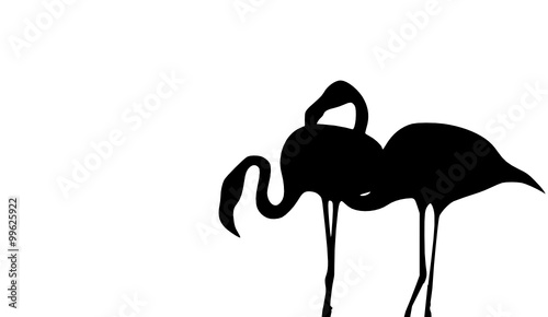 paar flamingos 