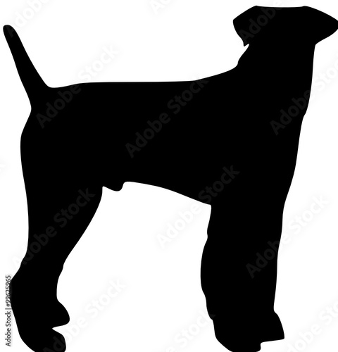 a standing fox terrier 