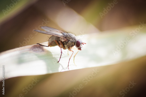 Fly. © Sergey Khamidulin