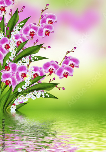 Branch of blooming orchid flowers. delicate flowers.