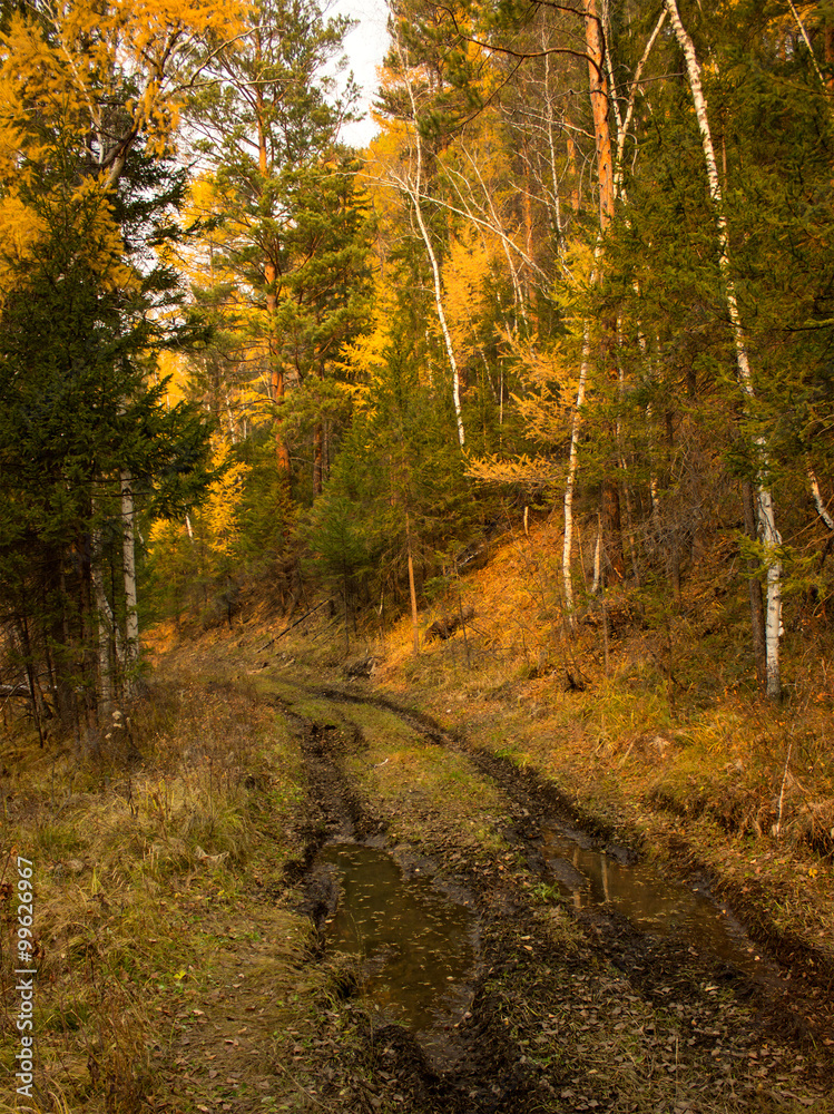 Fototapeta premium dirt road in autumn forest