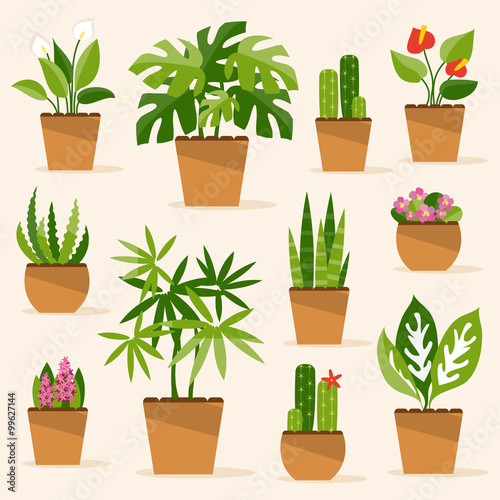 Houseplants. Vector Illustration