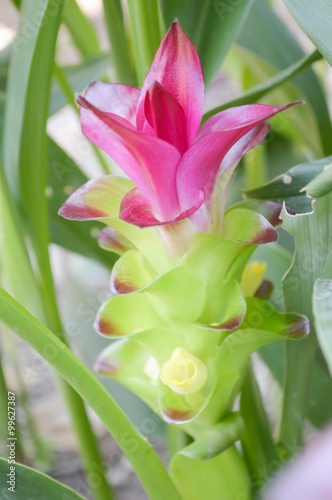 Siam Tulip flower in garden photo