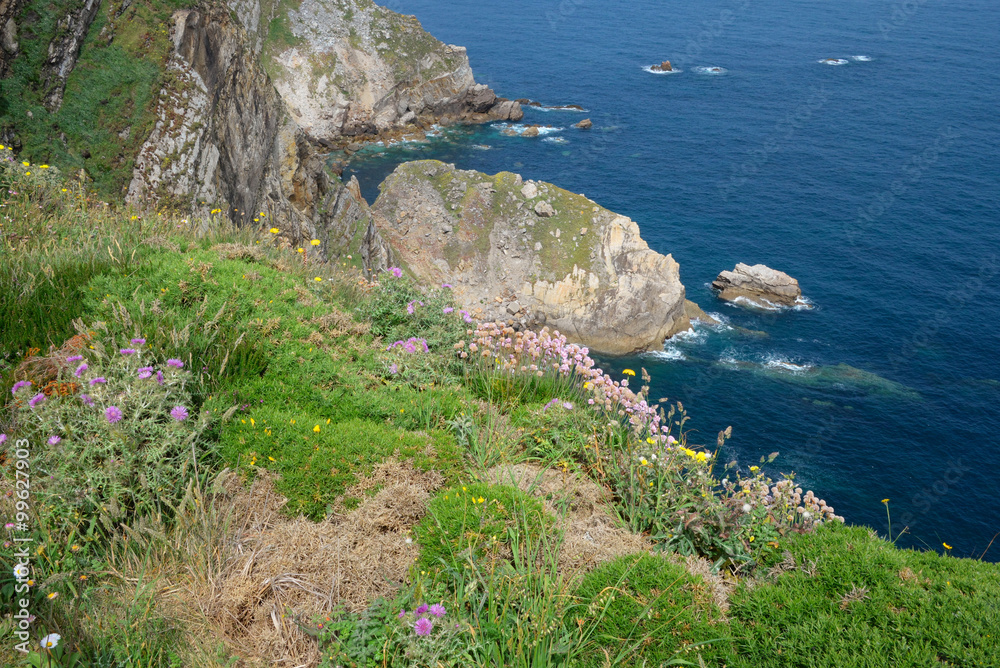 Flora am Cabo de Penas 