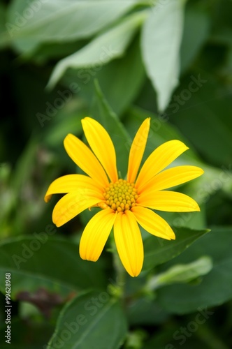 yellow sunchoke flower in garden   Helianthus tuberosus