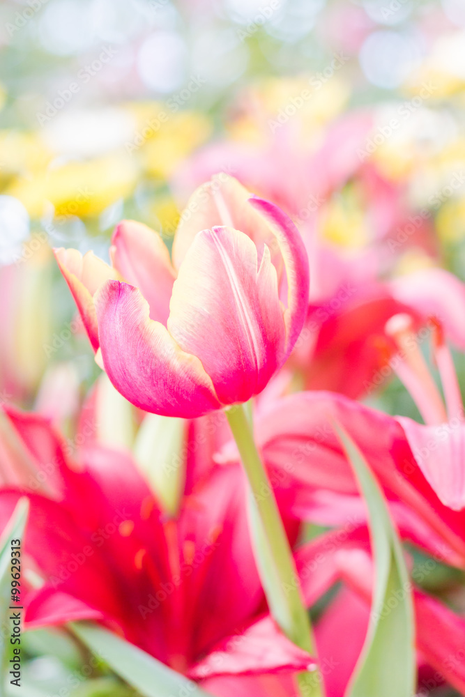 Beautiful Tulips Flower in The Garden