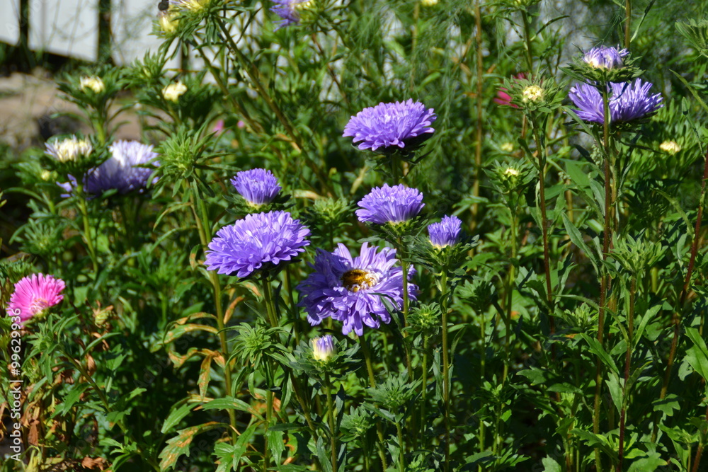 Obraz premium Цветы