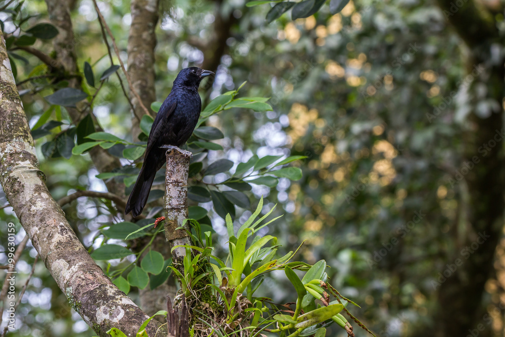 Pássaro da floresta atlântica. Pássaro da floresta atlântica.