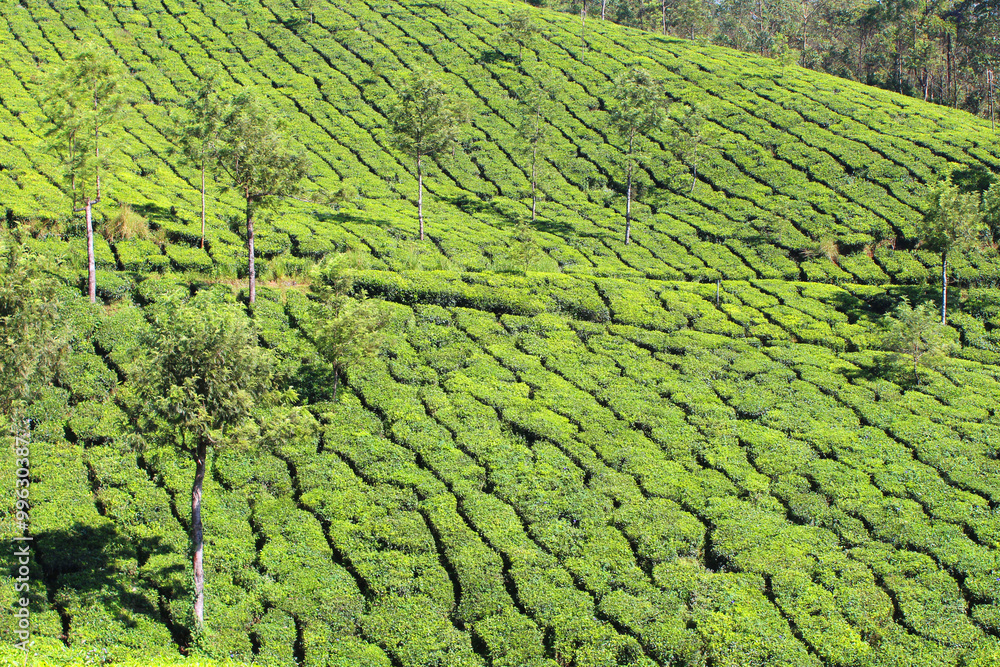 Plantation de thé / Munnar (Inde)