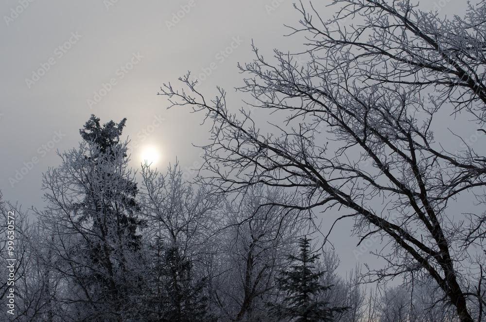 Frosty Morning.