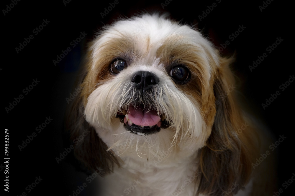 closeup of cute face dog on black background 