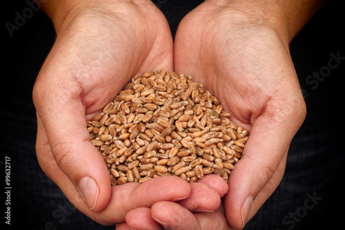 Whole wheat grain kernels in woman hands © Stepan Popov