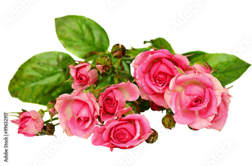Small pink rose flowers isolated on white background