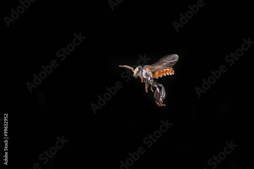 Bee © prudtinai