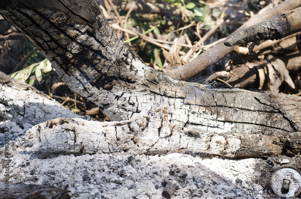 forest burned burn Asia background nature wood tree stump cut forest burned burn Asia background nature wood tree stump cut