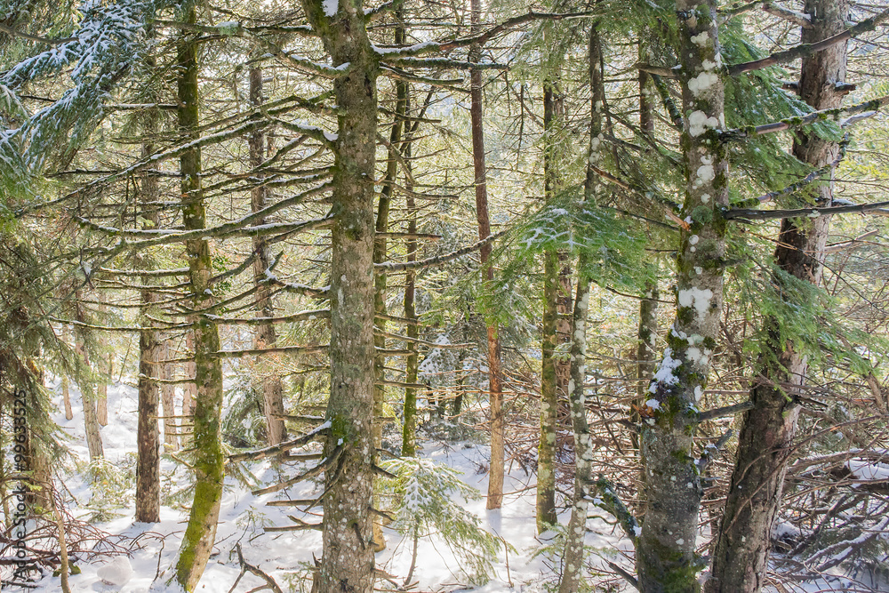 Fototapeta premium Snowy forest in Parnitha mountain Greece. 