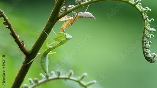 two mantis are resting on the fern shoot photo