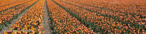 Tulip culture, Netherland © forcdan