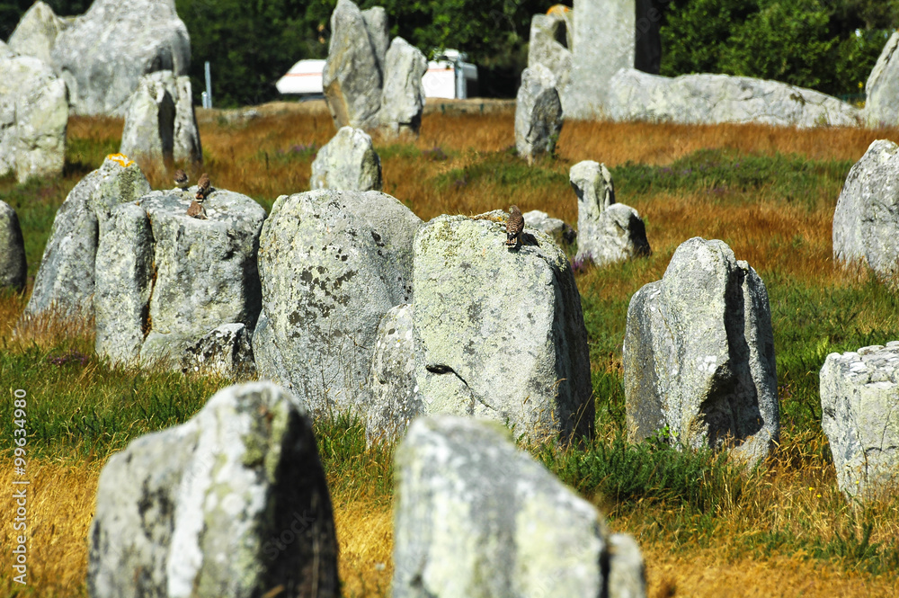 Carnac (Brittany, France): birds on the menhirs Carnac (Brittany, France): birds on the menhirs