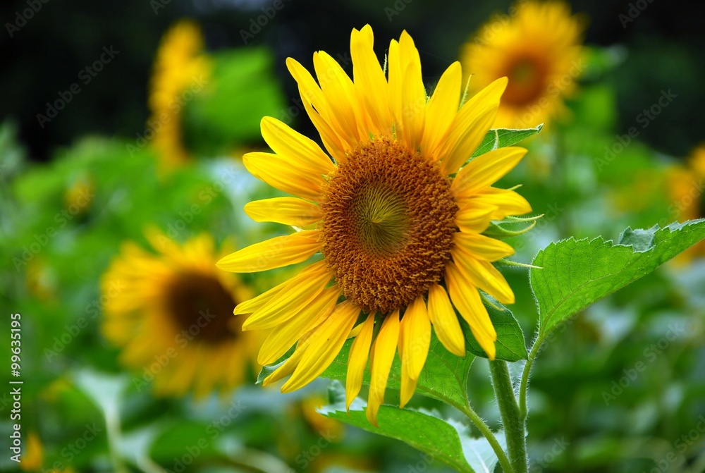 Beautiful sunflowers