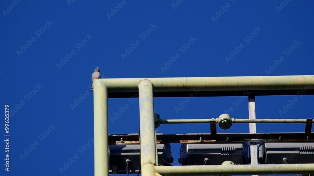 little bird is resting on the metal structure under the blue clear sky little bird is resting on the metal structure under the blue clear sky