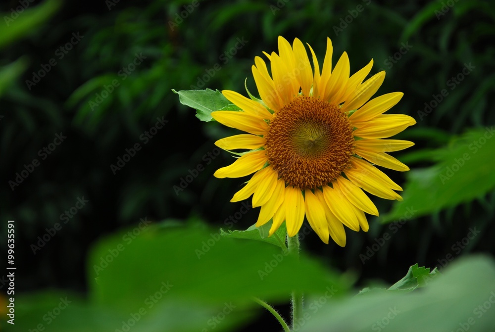 Beautiful sunflowers